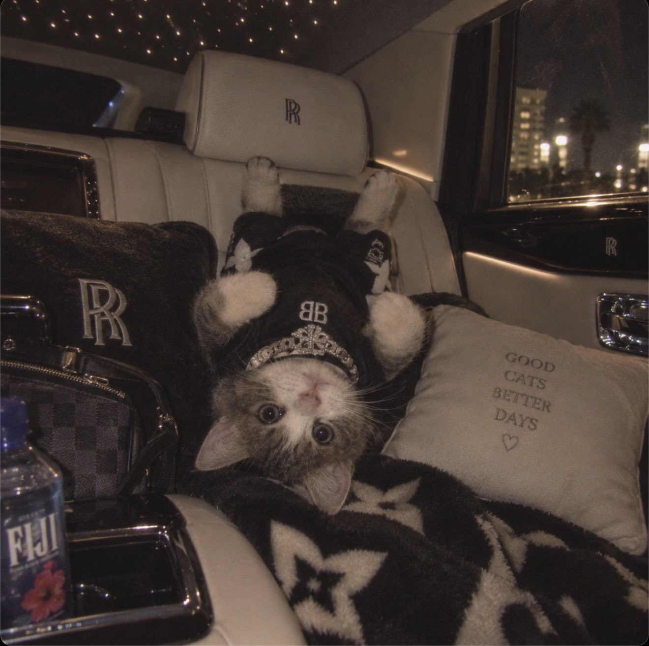 Upside Down Cat riding in a luxury car